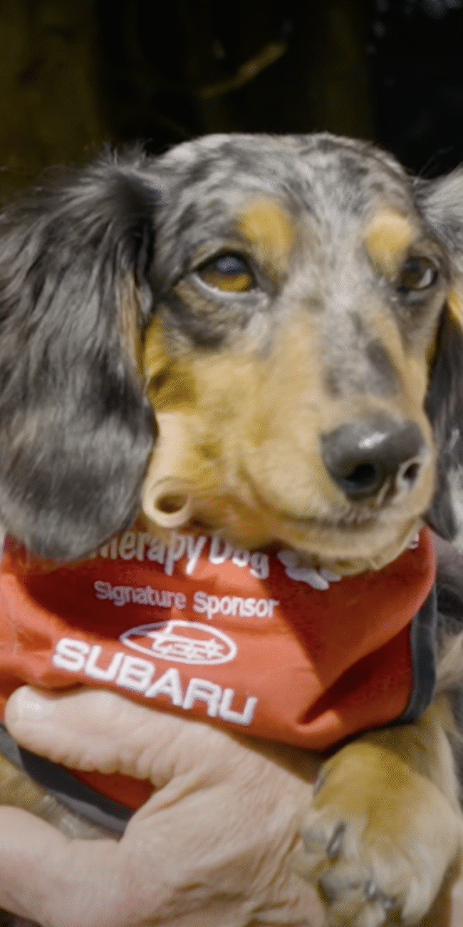 Meet Molly one of St. John Ambulance therapy dogs