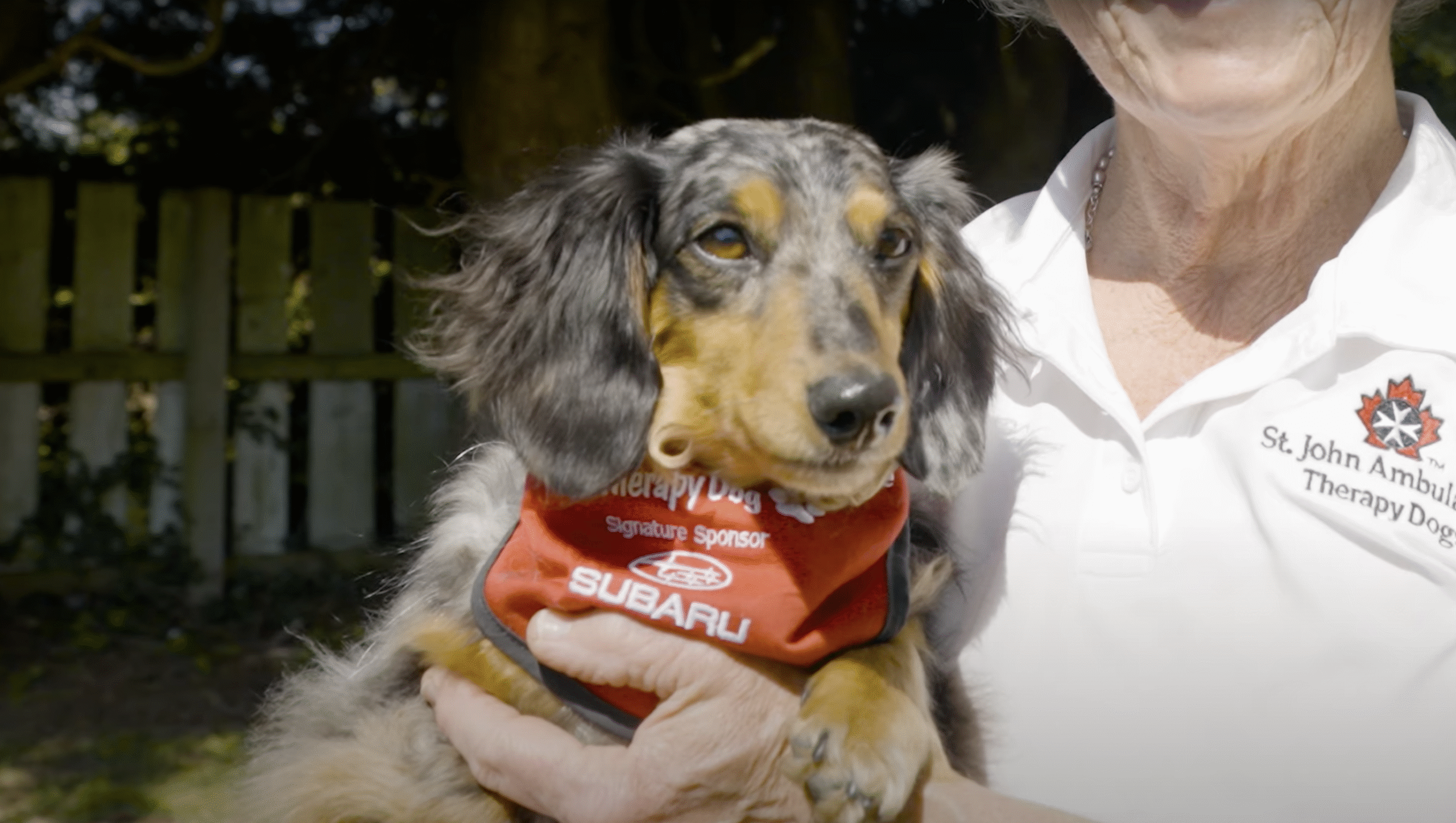 Meet Molly one of St. John Ambulance therapy dogs