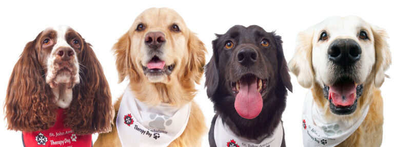 Therapy dog Team